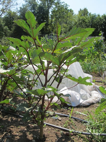 Burgundy Okra Seedlings