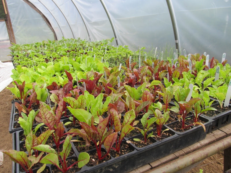 The colors become more distinct when chard is mature.