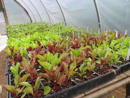 The colors become more distinct when chard is mature.