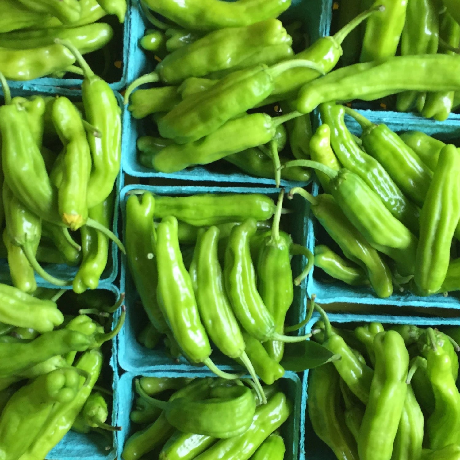 Photo courtesy of our friends at Long Season Farm