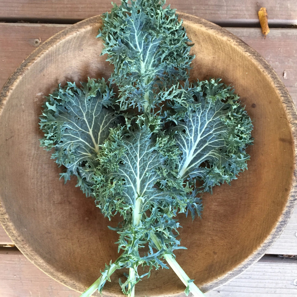 Siber Frills Kale Seedlings