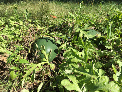 Sweet Siberian Watermelon Seedlings