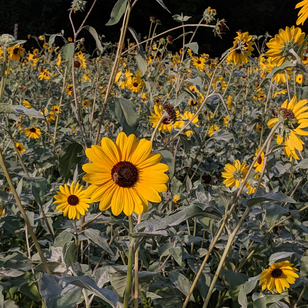 Silverleaf Sunflower Seedlings