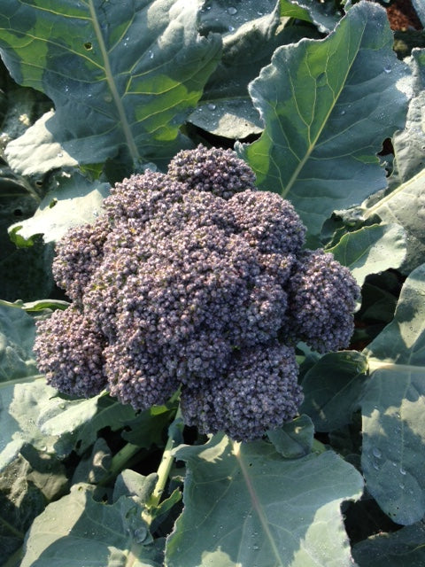 Solstice Broccoli