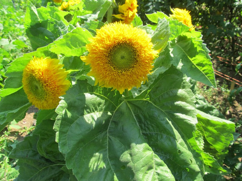 Teddy Bear Sunflower Seedlings