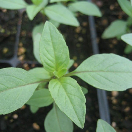 Thai Basil Seedlings