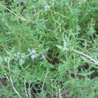 English Thyme Seedlings