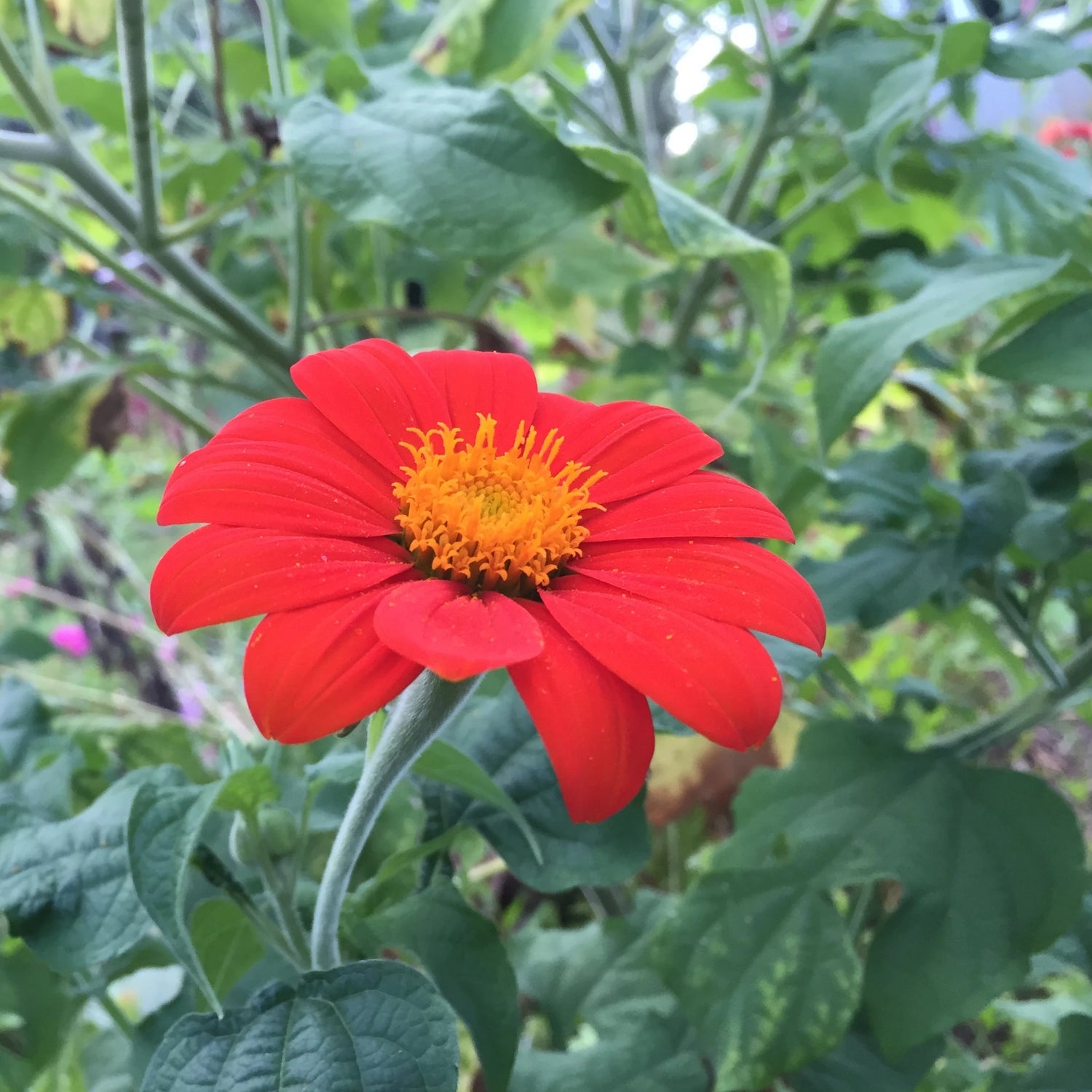 Torch Tithonia Mexican Sunflower Seedlings