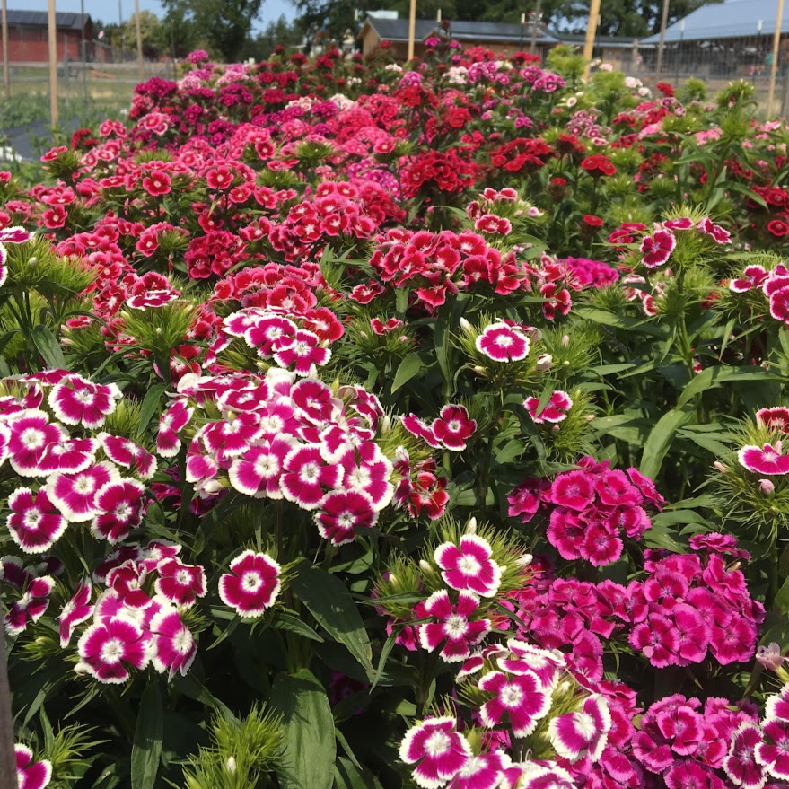 Sweet William Dianthus Organic Seeds – Hudson Valley Seed Company