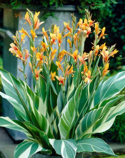 Stuttgart Canna