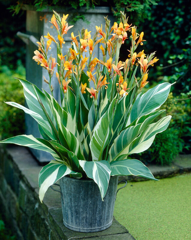 Stuttgart Canna