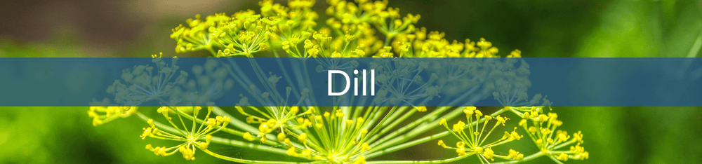 Dill – Hudson Valley Seed Company