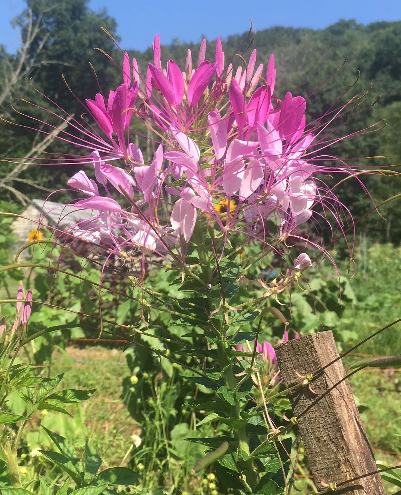 Spider Flower