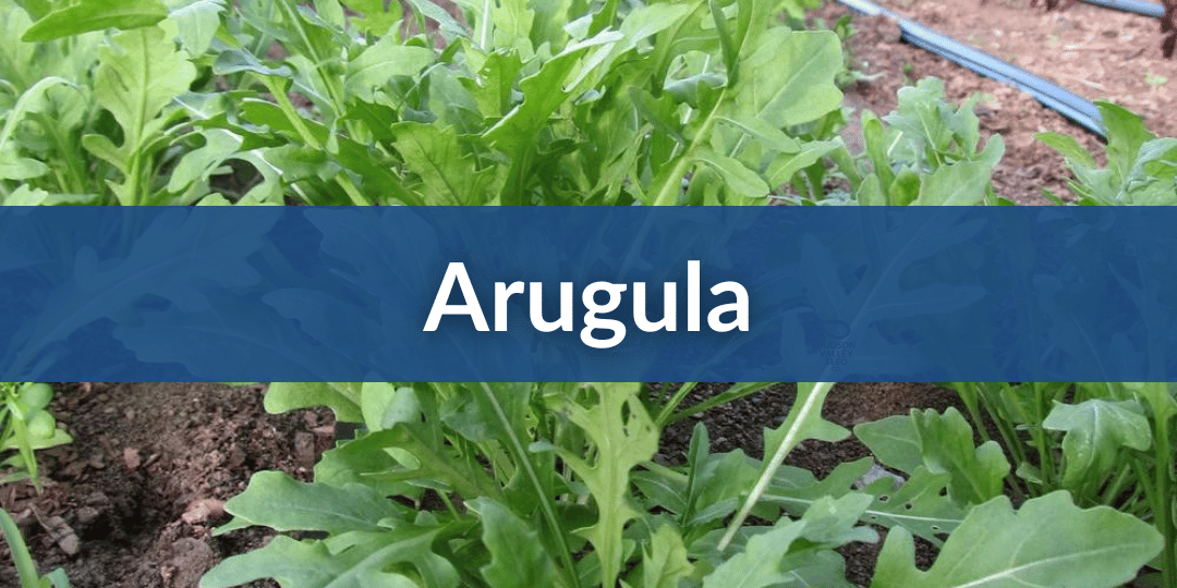 Arugula Mobile (1).png__PID:c1ad7280-6d8f-4aaa-ad9c-2a62daeefee9